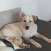 Kasimus sucht ein ländliches Zuhause