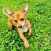 Chihuahua Pinscher mix Moni