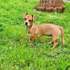 Chihuahua Pinscher mix Moni