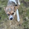 Kleine pfiffige Esther
