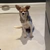 Kleine pfiffige Esther