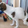 Padma - kleine, große Kämpferin
