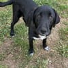 Labrador Mix Hans
