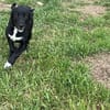 Labrador Mix Hans