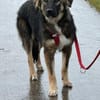 Scotty dringend Zuhause gesucht