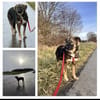 Scotty dringend Zuhause gesucht