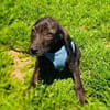 Bentley ein liebes Kerlchen