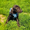 Bentley ein liebes Kerlchen