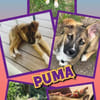 Welpenjunge Puma auf PS in 80686