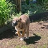 Welpenjunge Puma auf PS in 80686