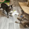 Dina u. Daisy suchen liebevolles Zuhause