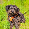 Schnoodle Mix Aria