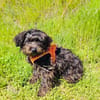 Schnoodle Mix Aria