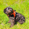 Schnoodle Mix Aria