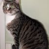 Sid sucht ein liebevolles Zuhause