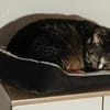 Sid sucht ein liebevolles Zuhause
