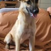 Eddi