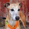 Estrella, fast ein Galgo