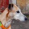 Estrella, fast ein Galgo