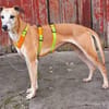 Estrella, fast ein Galgo