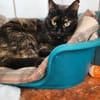 Liebevolle Katze Rebcca