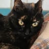 Liebevolle Katze Rebcca