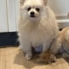 Süße Duffy sucht ein Zuhause