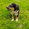 Maya sucht ein Zuhause