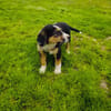 Maya sucht ein Zuhause