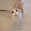 Quinn sucht liebevolle Dosenöffner