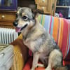 SONJA IST DER IDEALE FAMILIENHUND