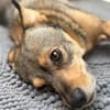 SONJA IST DER IDEALE FAMILIENHUND