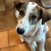 LILOU - pure Niedlichkeit sucht zu Hause