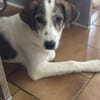 LILOU - pure Niedlichkeit sucht zu Hause