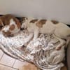LILOU - pure Niedlichkeit sucht zu Hause
