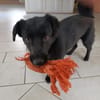 Leonie - liebevolle Hündin sucht Familie