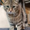 Rajah  Tigermädel sucht Familie
