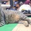 Rajah  Tigermädel sucht Familie