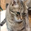 Rajah  Tigermädel sucht Familie