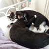 Lipici & Sissi 2 kleine Maskenkatzen