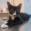 Lipici & Sissi 2 kleine Maskenkatzen