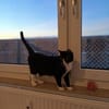 Lipici & Sissi 2 kleine Maskenkatzen