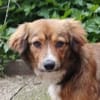 INDIE sucht ihre Herzensmenschen