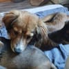 INDIE sucht ihre Herzensmenschen