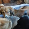 INDIE sucht ihre Herzensmenschen