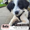 Kleiner Schmusebär BALU sucht dich!