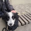 Kleiner Schmusebär BALU sucht dich!