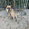 Rose sucht ihre Menschen 🐾