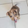 ARROW, CHIOT MÂLE BERGER CRÉOLE