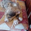 ARROW, CHIOT MÂLE BERGER CRÉOLE
